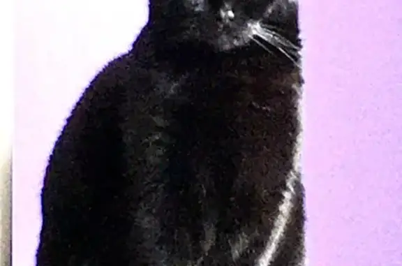 Animaux perdus La Voulte-sur-Rhône, photo: Chatte noire perdue à La Voulte