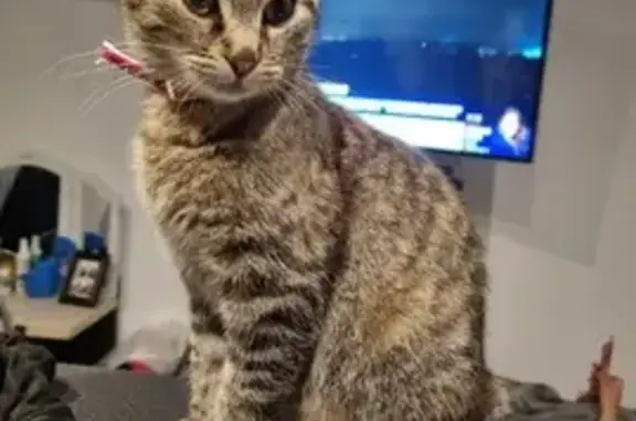 Chat perdu, Les Lilas, photo: Chatte Kitty perdue aux Lilas