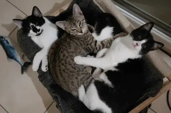 Animaux perdus , photo: Chat Tigré Gris Perdu à Clémery
