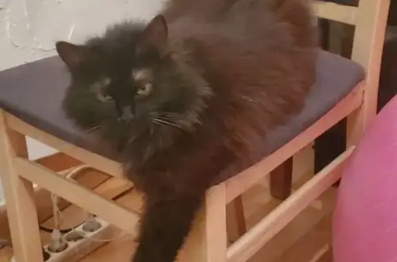 Animaux perdus Bourbon-Lancy, photo: Chatte noire gestante perdue