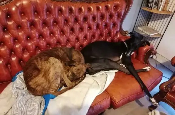 Chien perdu Stiring-Wendel, photo : Alerte Lévrier Roux Perdu - Moustik