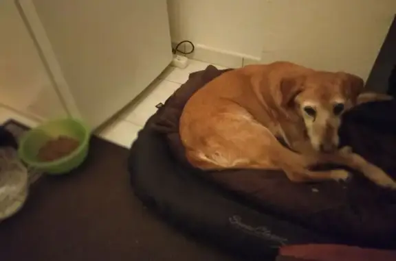 Chien trouvé Rodez, photo: Chien âgé perdu à Rodez secouru
