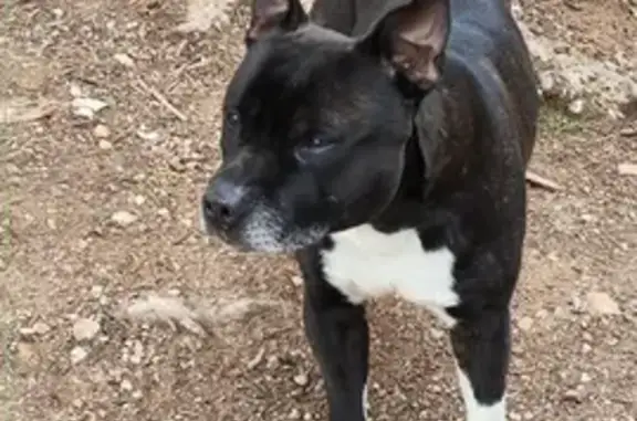 Chien retrouvé à Lunel - photo