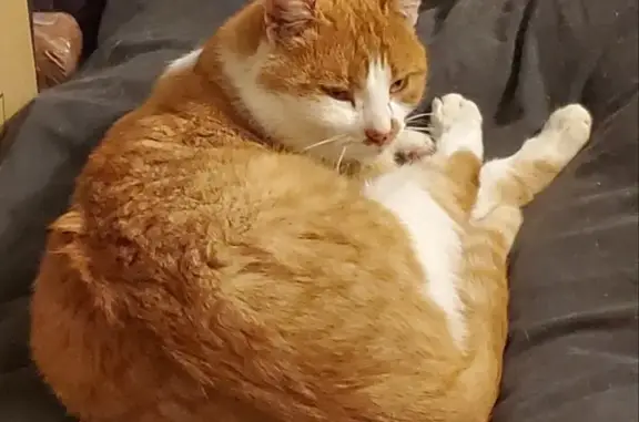 Chat errant aux yeux jaunes trouvé - photo
