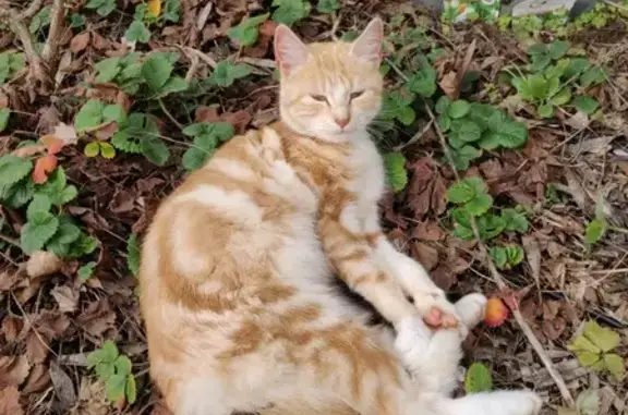Chaton roux trouvé à Chaillé-les-Marais - photo