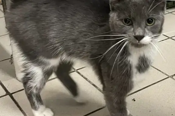 Chat gris taché blanc trouvé à Wisches - photo
