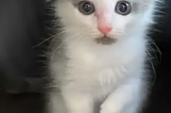 Chat perdu, Bruay-la-Buissière, photo: Chat gris-blanc boiteux perdu