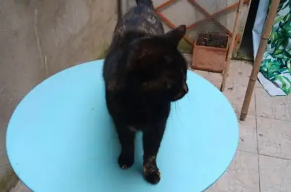 Chaton écaille trouvé à Labruguière - photo