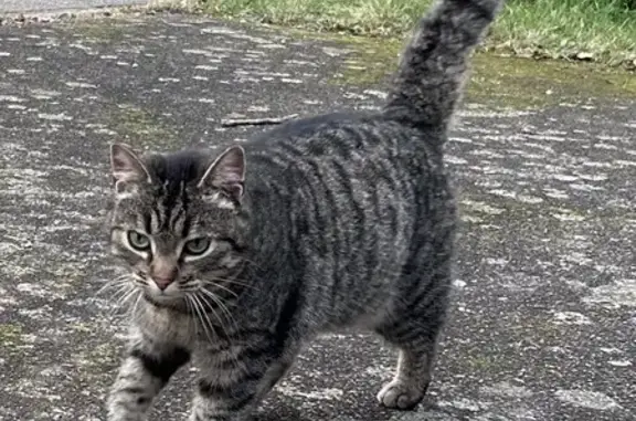 Chaton câlin trouvé à Saint-Rémy - photo