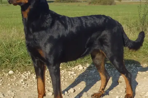 Chien perdu , photo : Beauceronne perdue, 40kg, docile