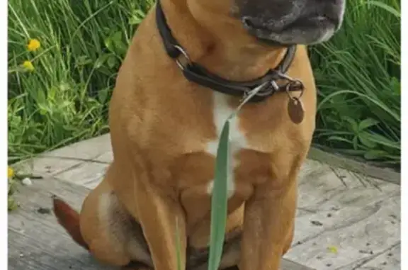 Chien perdu Monnetier-Mornex, photo : Staffie fauve perdu à Monnetier