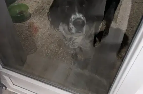 Chien setter trouvé à Groslée - photo