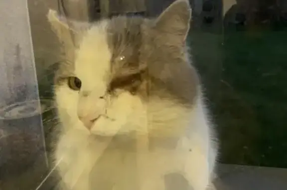 Chat blessé trouvé à Méral - photo
