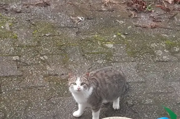 Chaton perdu à Saint-Martin - photo