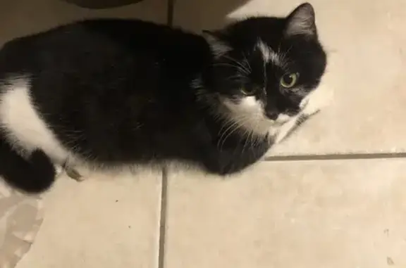 Chatte noire/blanche perdue à Viriat - photo