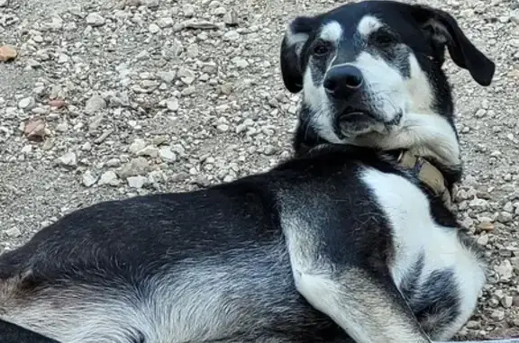 Animaux perdus Valençay, photo: Alerte: Chien Sky disparu à Valençay