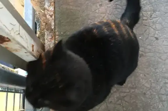 Animaux perdus Vouziers, photo: Chat noir perdu à Vouziers