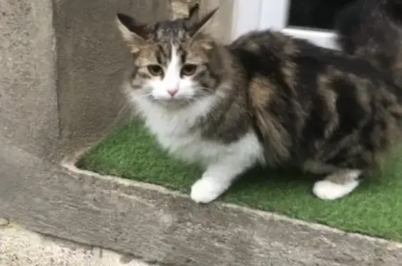 Chatte affectueuse trouvée à Caux - photo