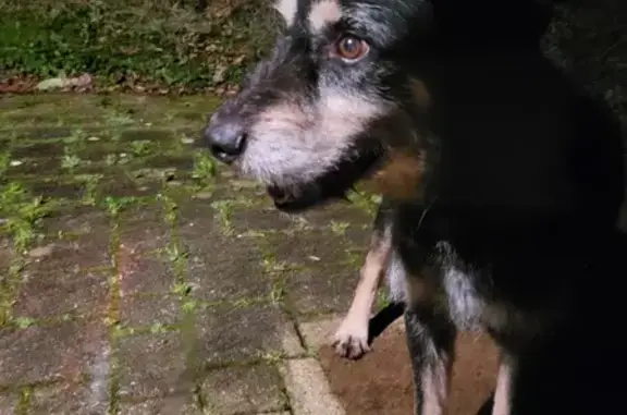 Animaux trouvés , photo: Chien noir et fauve trouvé à Landudec