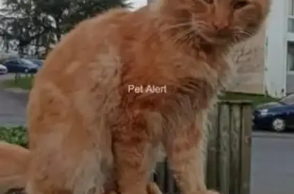Chat sociable trouvé à Mortagne - photo