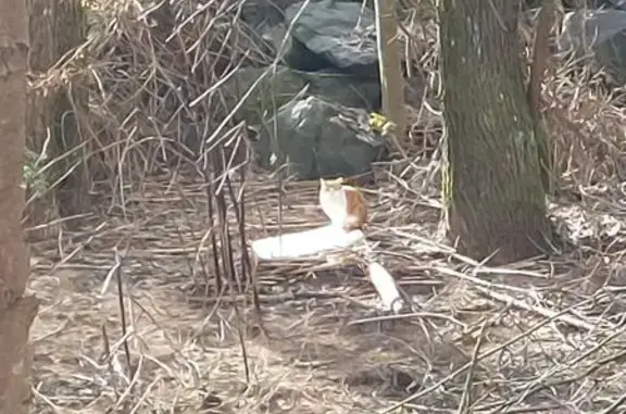 Chat roux-blanc vu près pont jaune - photo
