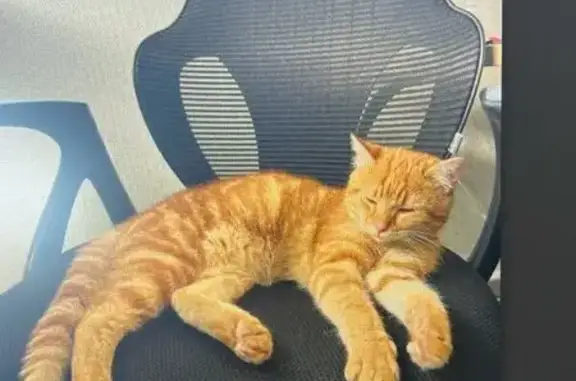 Chat roux sociable trouvé à Flers - photo