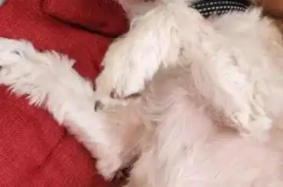 Animaux perdus Gières, photo: Chien Bichon/Yorkshire Perdu