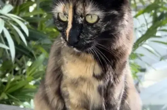 Chat soyeux trouvé à Grasse - photo