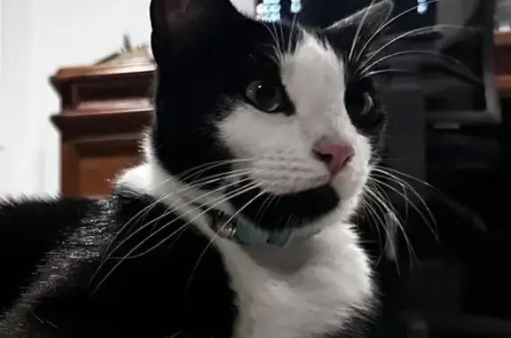Lost Cat with Blue Collar - College Close 16!