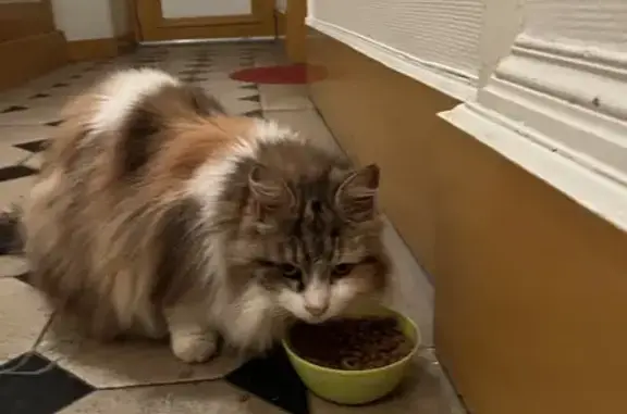 Chat secouru près gare Vernon - photo