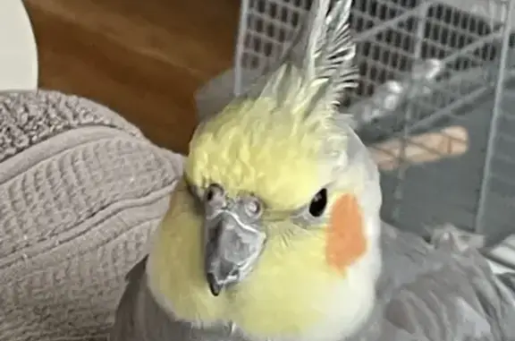 Lost Cockatiel Skittle - Boyce Rd, Randwick