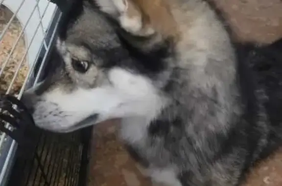 Femelle husky trouvée à Poigny - photo