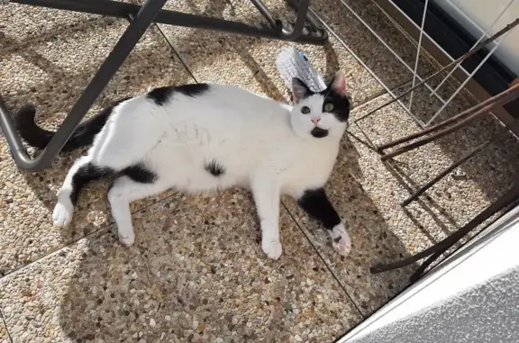 Animaux perdus Sarcelles, photo: Chat blanc tacheté perdu - Pirate