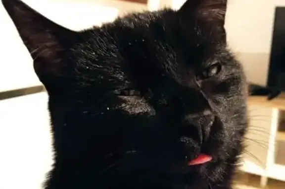 Animaux perdus , photo: Alerte: Deux Chats Jeunes Disparus