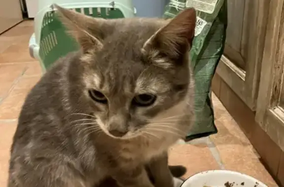 Chaton gris crème trouvé - photo