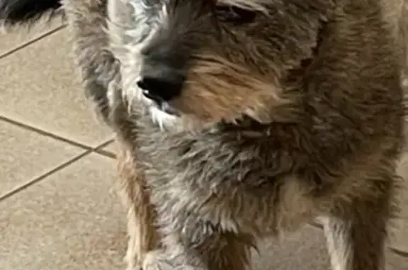 Animaux perdus Cogolin, photo: Chien senior gris perdu à Cogolin