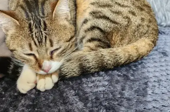 Chat sociable trouvé à Portes-lès-V. - photo