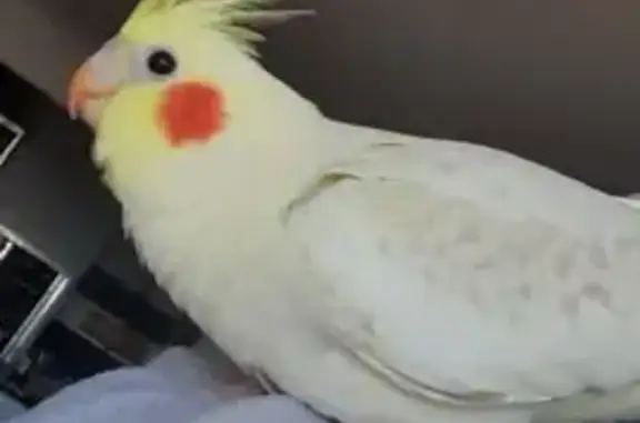 Missing Cockatiel: Cocky, 12m Old - Help Find!