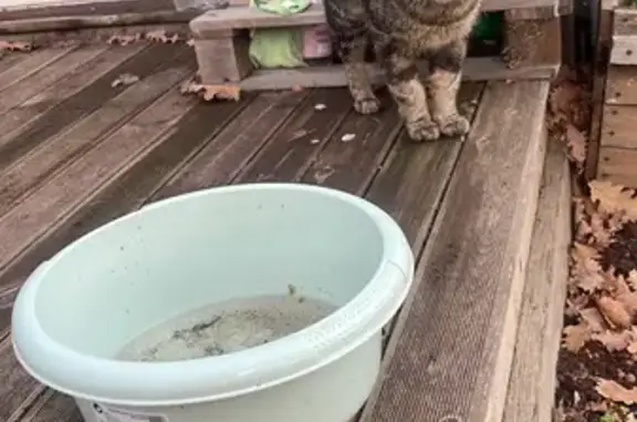 Chat mâle tigré perdu à Aubagne - photo