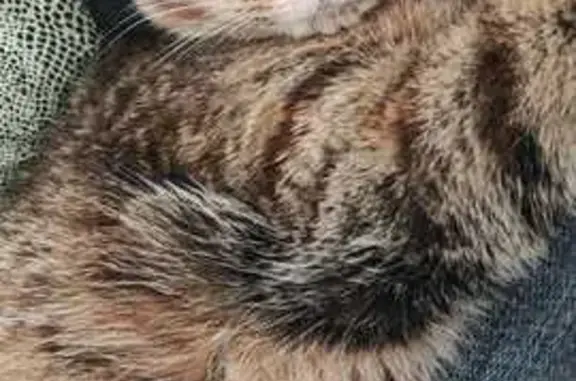 Chat perdu, Beaucouzé, photo: Chat européen perdu à Beaucouzé