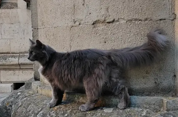 Chat perdu, Terrasson-Lavilledieu, photo: Chatte bleu russe perdue