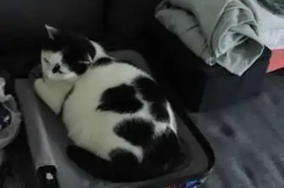 Animaux perdus Marcq-en-Barœul, photo: Chat blanc tacheté perdu à Marcq