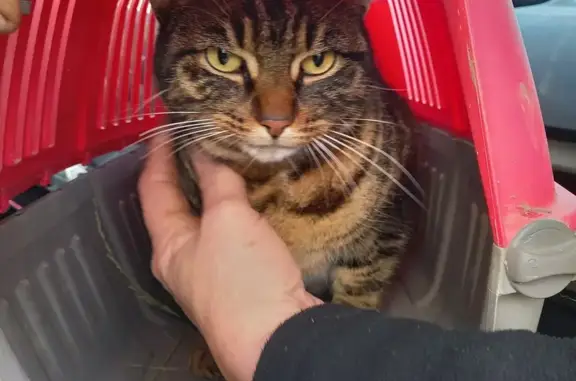 Animaux trouvés , photo: Chat tigré trouvé à Alexain
