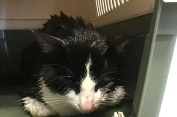 Chat noir et blanc blessé trouvé - photo