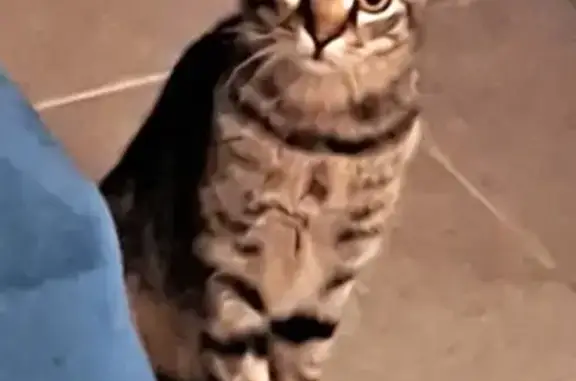 Animaux perdus , photo: Chaton tigré perdu - Pélissanne