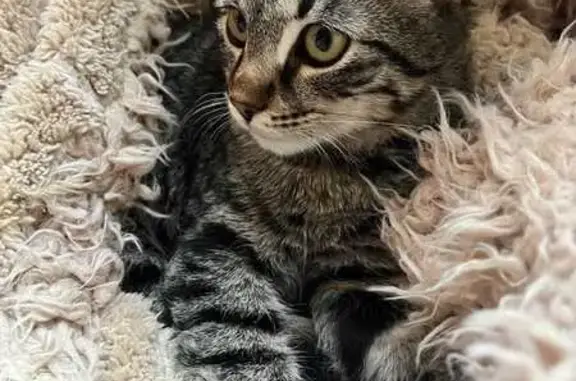 Animaux perdus , photo: Chaton Gnocchi perdu - 0769065795