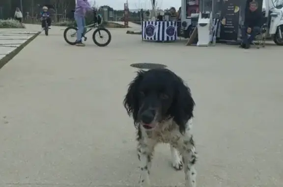 Chien docile trouvé à Montpellier - photo