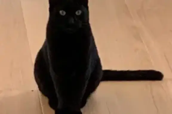 Animaux perdus Anglet, photo: Chat noir perdu à Anglet