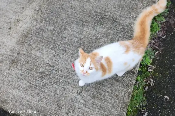 Chat retrouvé à Bon-Encontre - photo