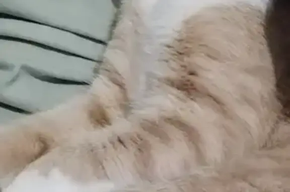 Chat perdu, Auxerre, photo: Avis de recherche: Fils, chat crème